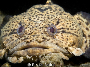 Toad fish by Beate Seiler 